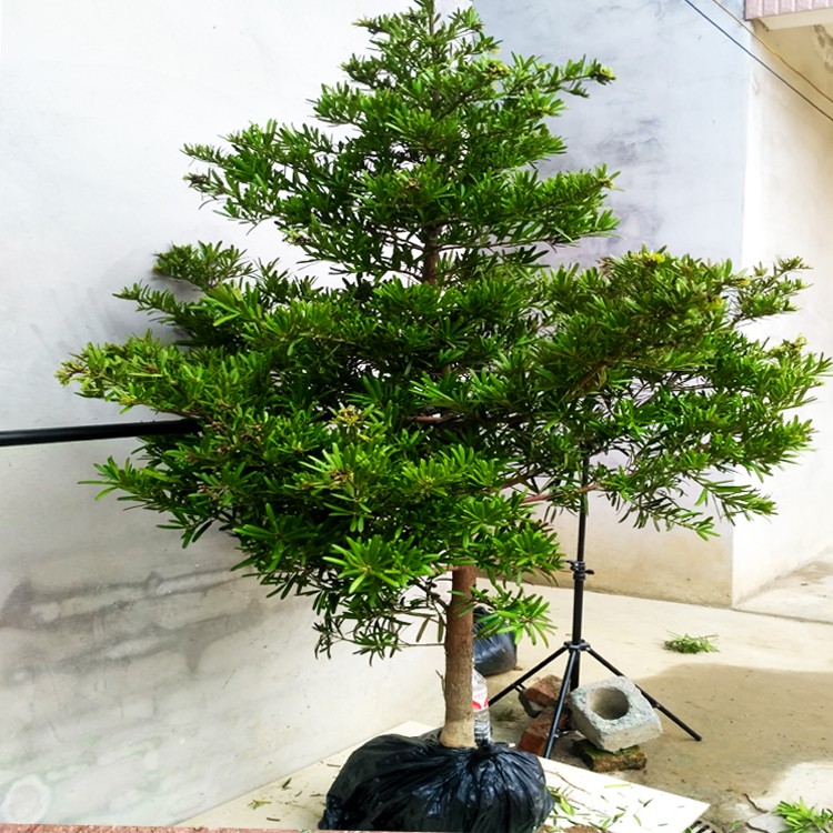 罗汉松树苗小叶雀舌米叶迎客松老树桩别墅庭院盆栽盆景造型大型树