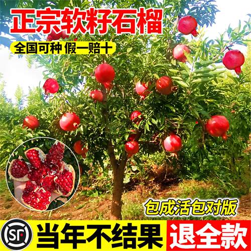 特大石榴树树苗突尼斯软籽无籽石榴盆栽庭院种植蒙阳红树带土果苗