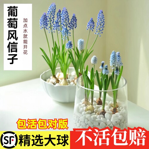 水培葡萄风信子种球室内养