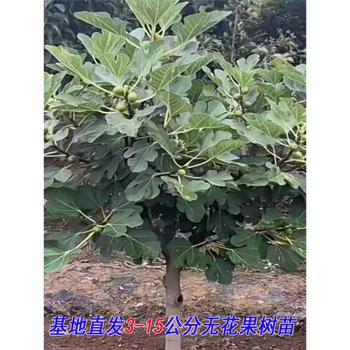 特大无花果树果苗波姬红庭院地栽南方北方种植无花果树苗青皮带土