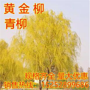 金丝垂柳苗黄金柳树苗美国速生竹柳杨柳树苗垂柳小苗河边绿化树苗