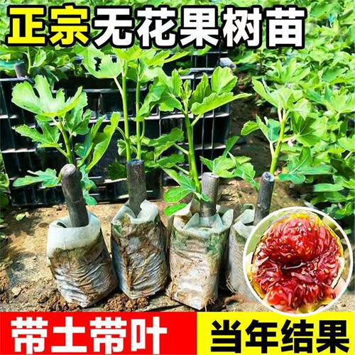无花果树苗波姬红芭劳奈大果新品耐寒耐旱盆栽南北方种植当年结果