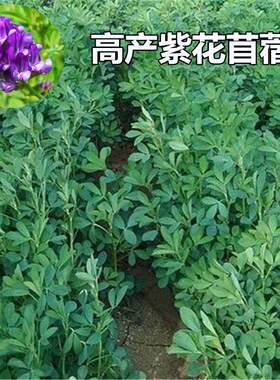进口紫花苜蓿木须菜种子高产