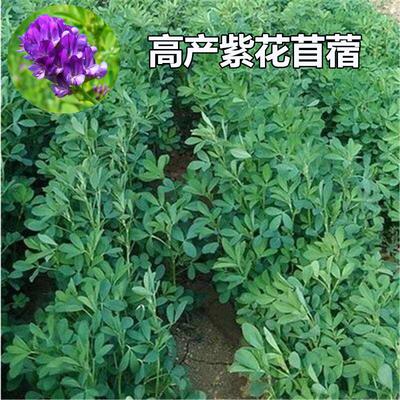 进口紫花苜蓿木须菜种子高产