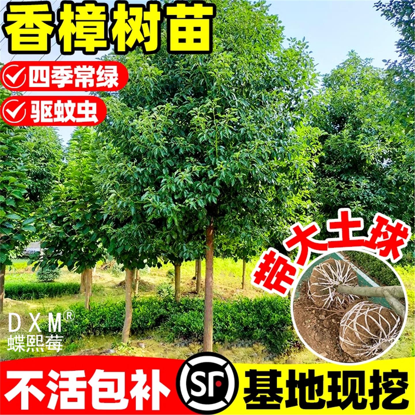 香樟树苗工程行道绿化四季