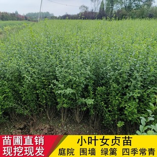 小叶女贞树苗庭院绿篱植物抗寒不落叶四季 常青青叶女贞绿化工程苗