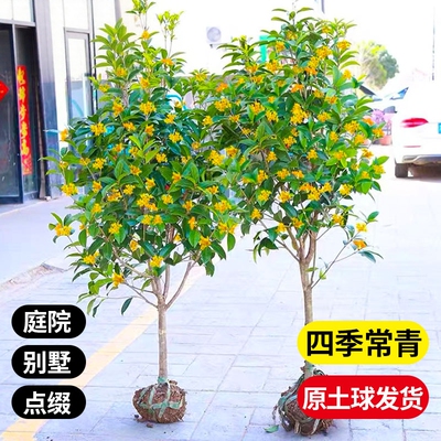 桂花树苗庭院绿化耐寒四季桂金桂