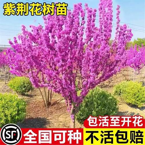 紫荆花树苗四季室外庭院耐