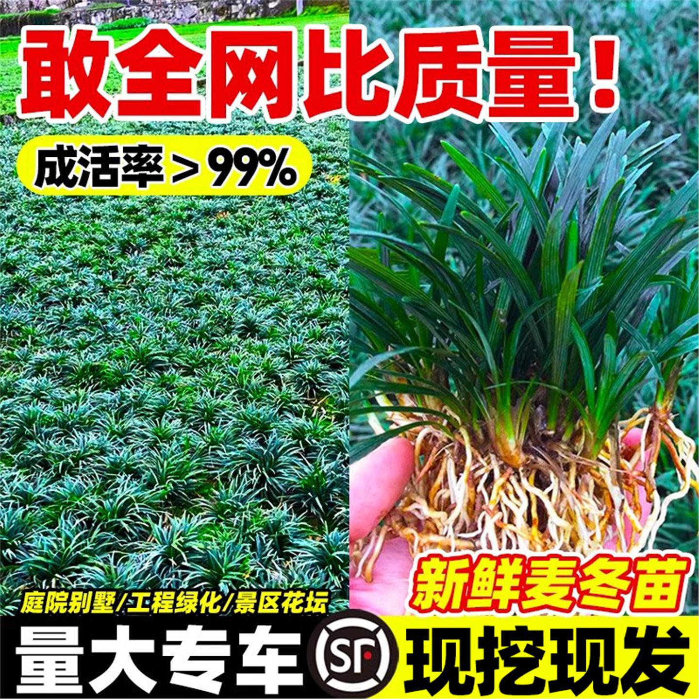 日本矮麦冬草玉龙庭院坪绿