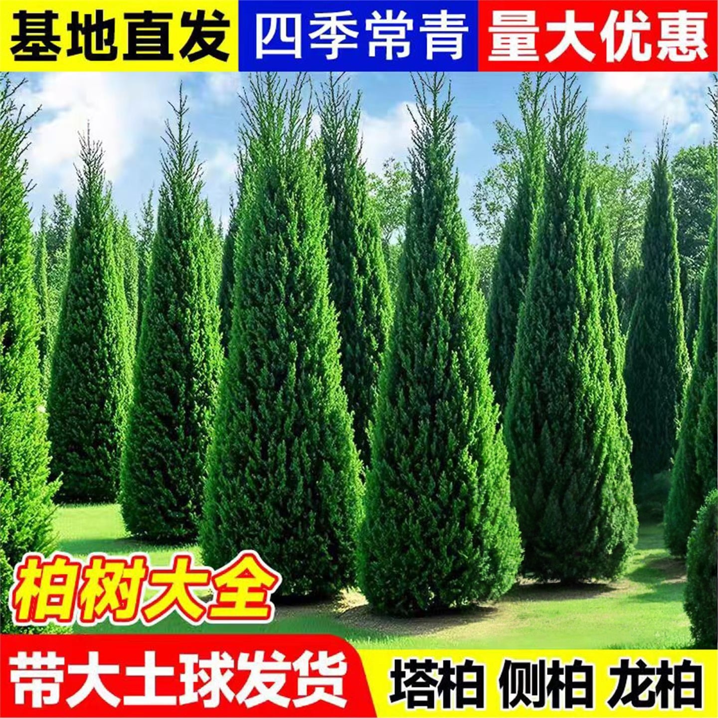 松柏树苗带土侧塔龙坟地前