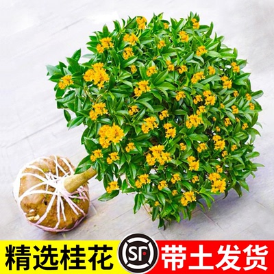 八月金桂树苗原生大树四季开花