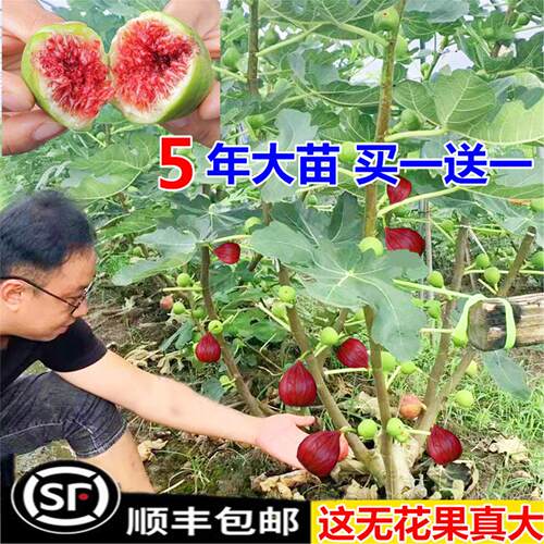 无花果树苗盆栽水四季特大