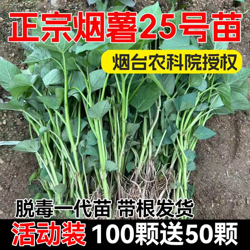 烟薯25蜜薯苗烟台农科院授权单位
