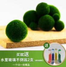 MARIMO海藻球微景观生态瓶鱼缸室内办公室水培球藻创意迷你植物水生水底绿球藻