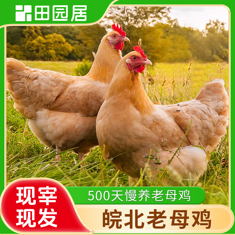 田园居老母鸡正宗农家散养土鸡笨