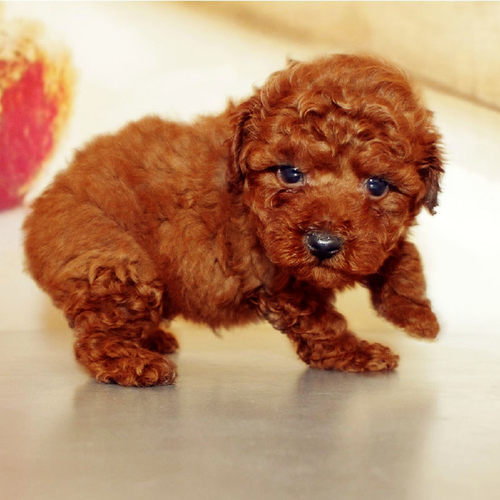 领养狗狗无偿幼犬价格 领养狗狗无偿幼犬图片 星期三