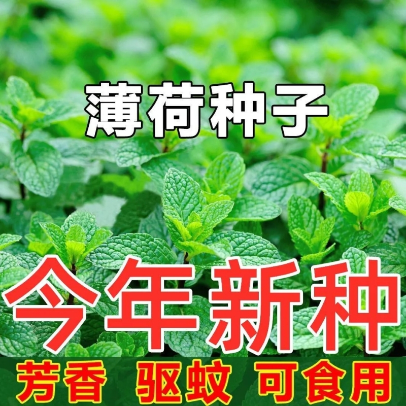 薄荷种籽子可食用四季播