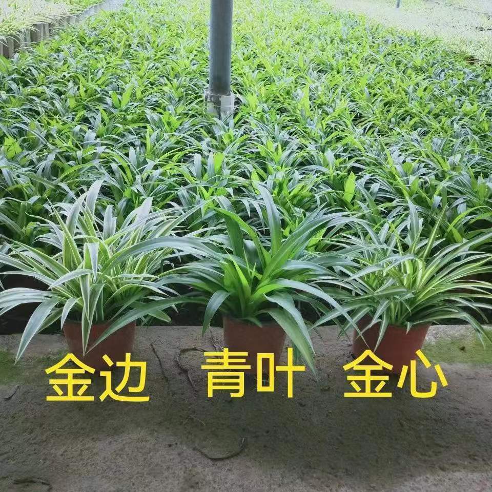 四季种植金边吊兰花卉净化空气