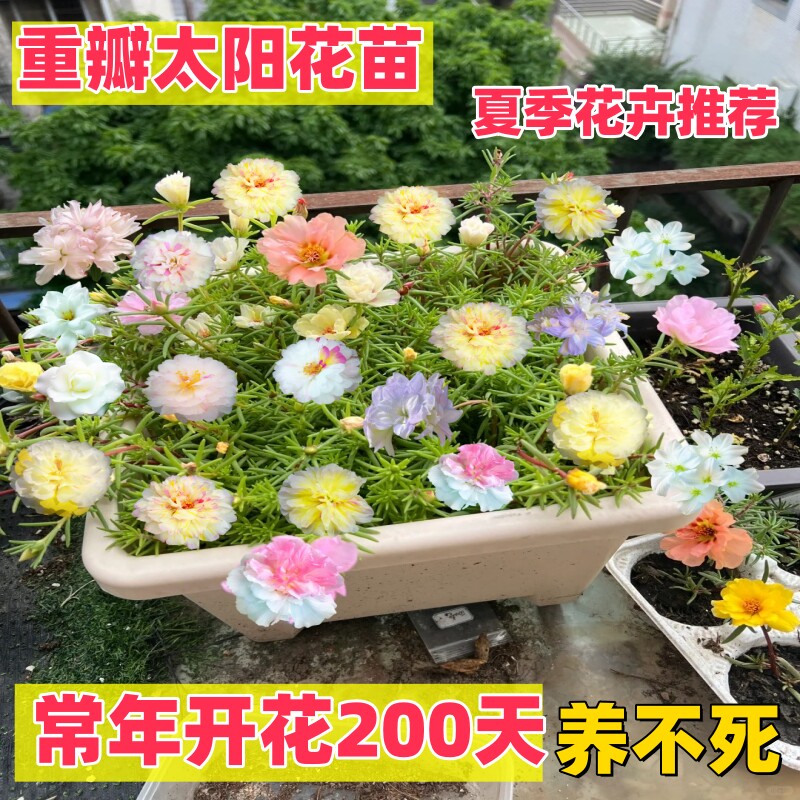 四季 耐热 耐晒太阳花盆栽阳台庭院 重瓣太阳花单瓣混色 包邮