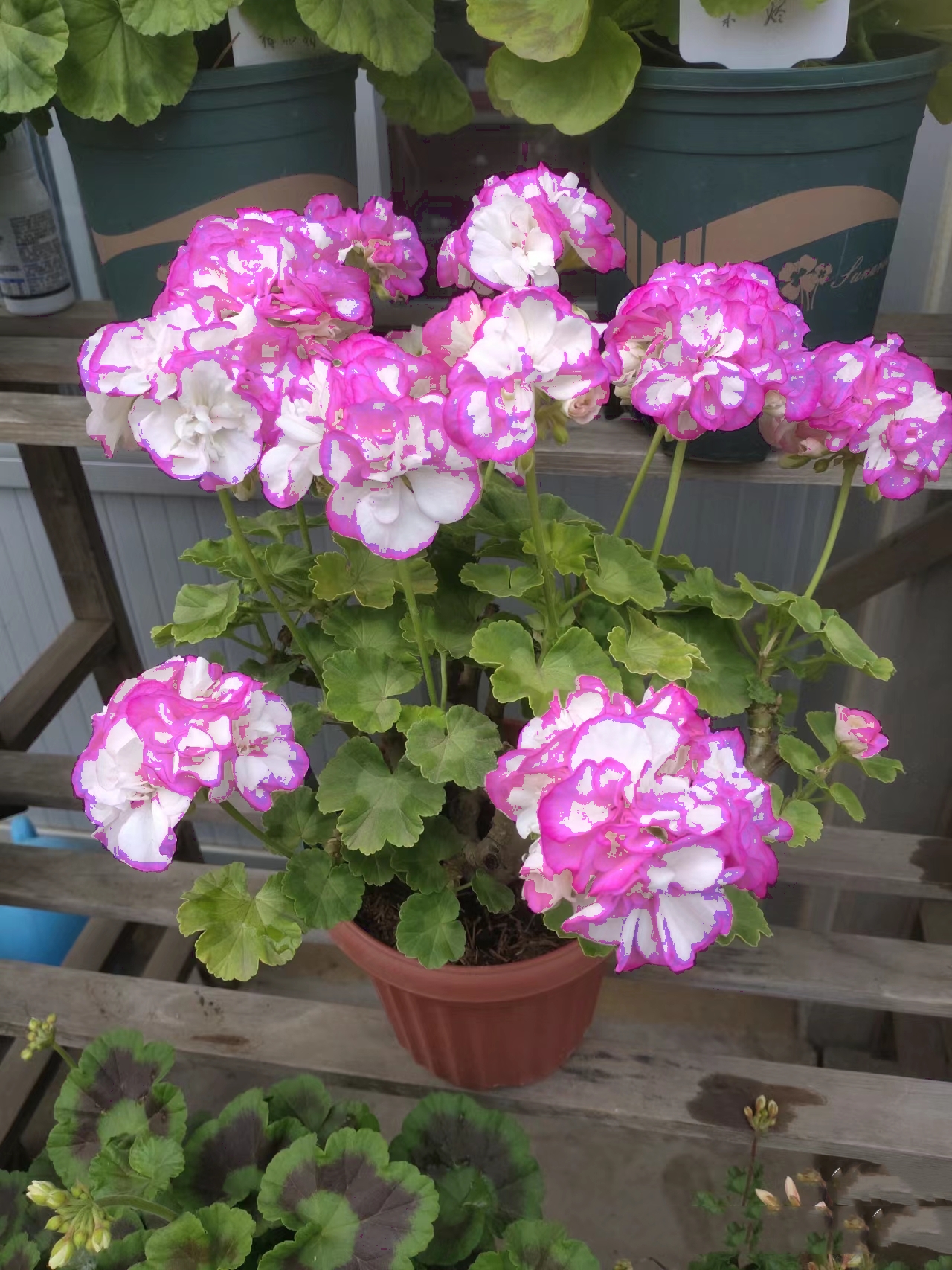 直立天竺葵银边苹果碗阳台庭院办公室绿植花卉盆栽碗系重瓣天竺