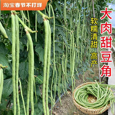 四季豆长豇豆种春秋蔬菜种孑种子