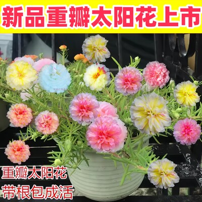 太阳花苗季夏开花带根带花苞枝条