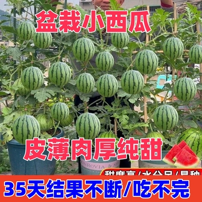 嫁接西瓜苗8424冰糖麒麟蜜尚魅