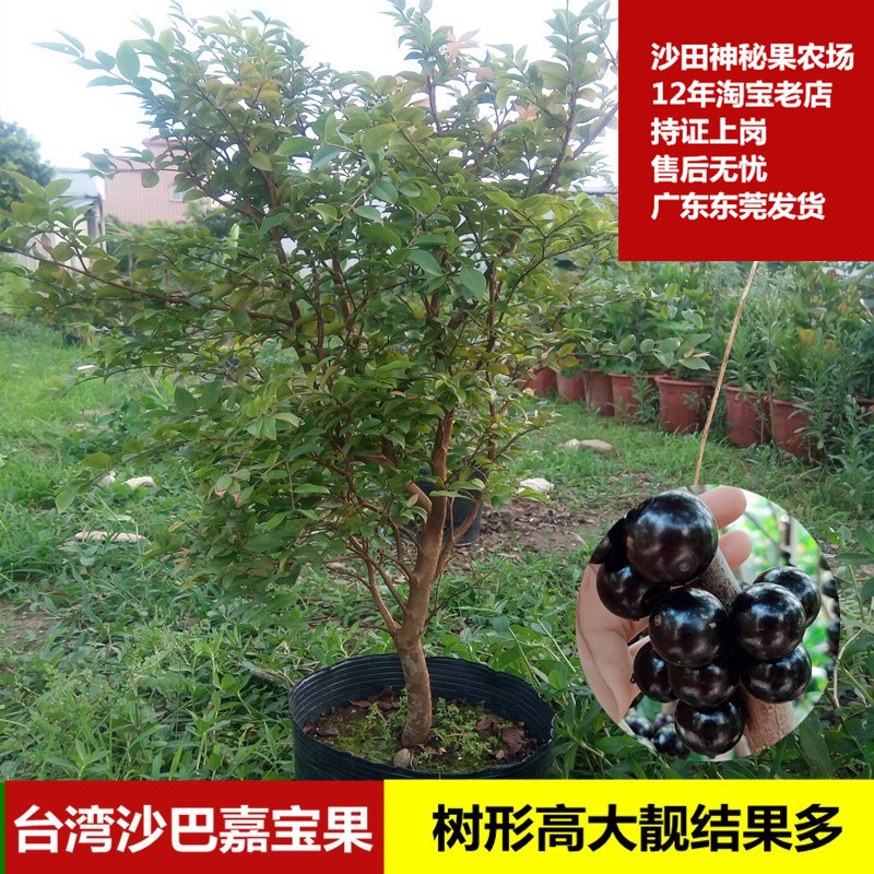 嘉宝果树苗台湾沙巴嘉宝果苗树葡萄树苗1年半苗带土带叶发