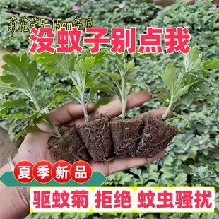 大菊花苗四季开花食用菊花盆栽荷兰菊室内外阳台庭院种植当年开花