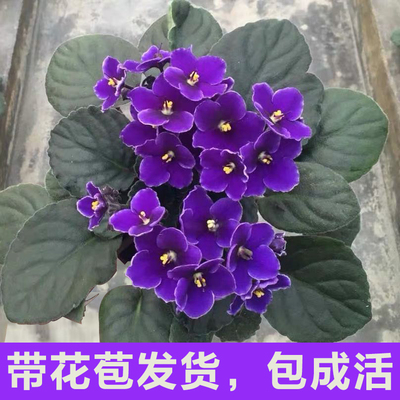 非洲紫罗兰盆栽花非洲堇耐阴四季开花室内客厅办公桌好养庭院包邮