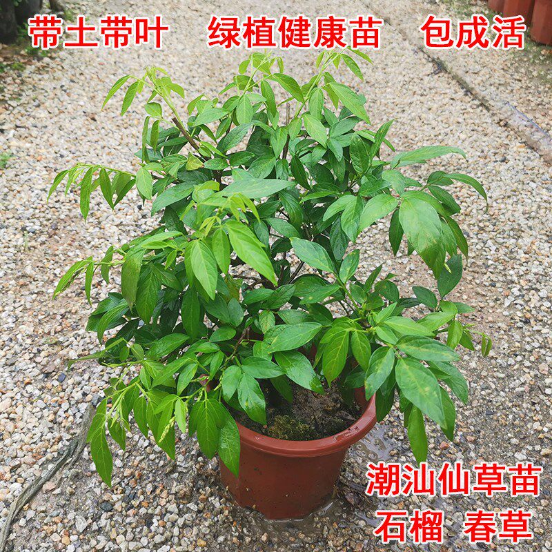 潮汕仙草苗抹草三叶青苗茉草仙草红花石榴花阳台盆栽绿植喜庆植物