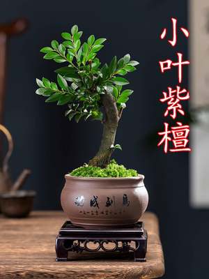 小叶紫檀盆景植物室内四季养活