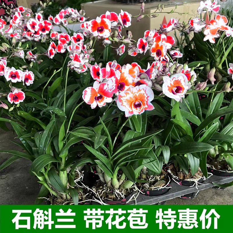 粉黛石斛兰盆栽带花苞四季开花不断绿植室内阳台花卉易养兰花植物