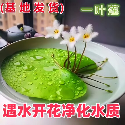 一叶莲浮萍水培植物鱼缸水草造景碗莲睡莲水养生净化水质四季开花