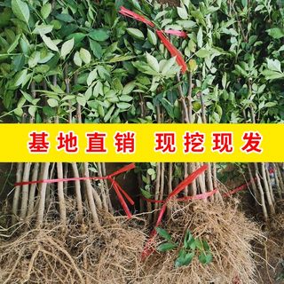 花椒苗大红袍树苗花椒树麻椒狮子头南方北方种植盆栽地栽当年结果