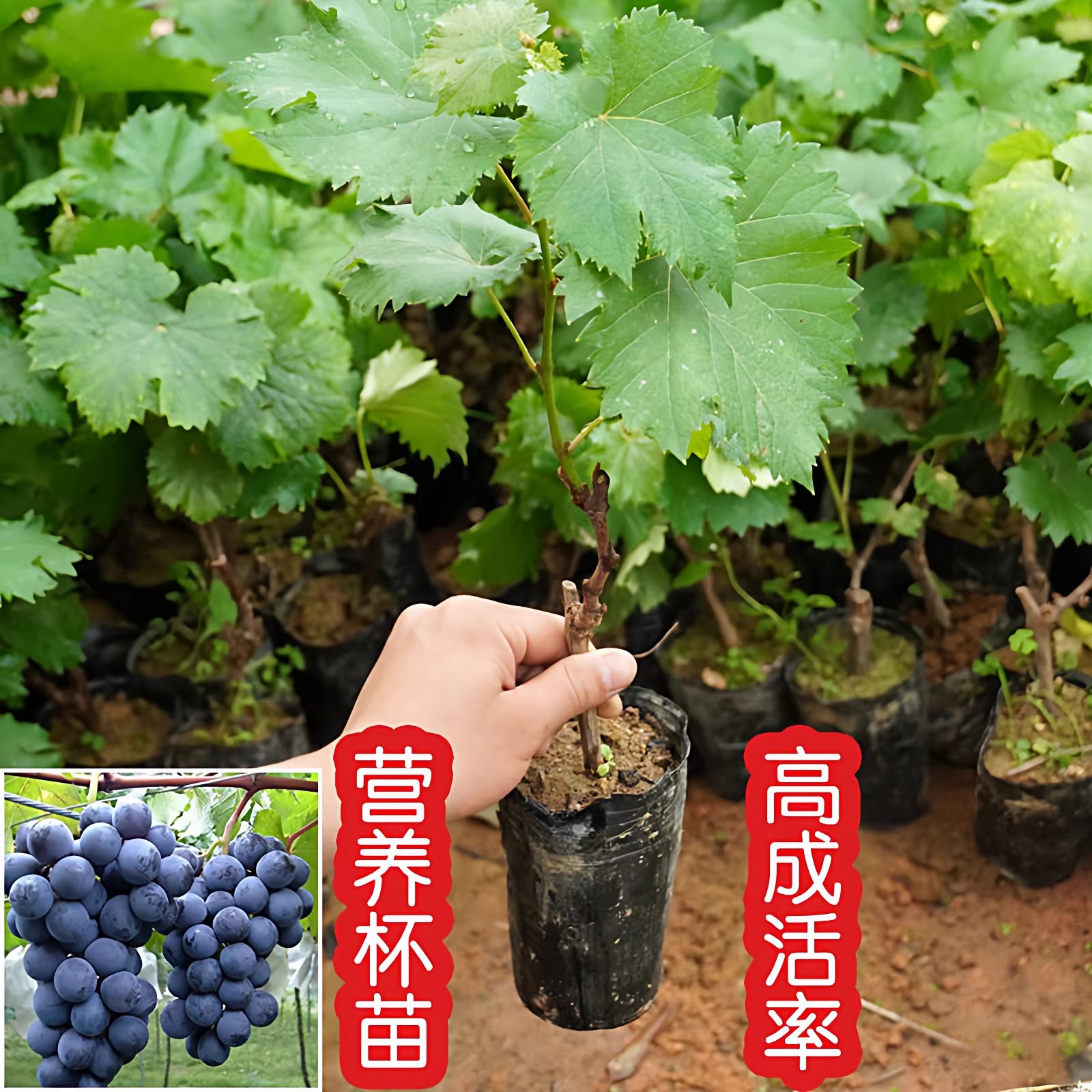 带土带叶葡萄苗阳光玫瑰果树苗无葡萄盆栽