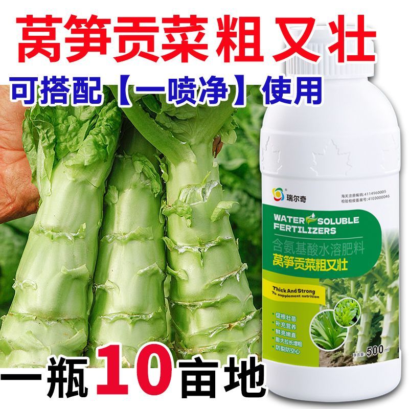 莴笋莴苣贡菜粗又壮增产