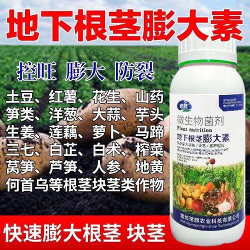 地下根茎块茎膨大山药花