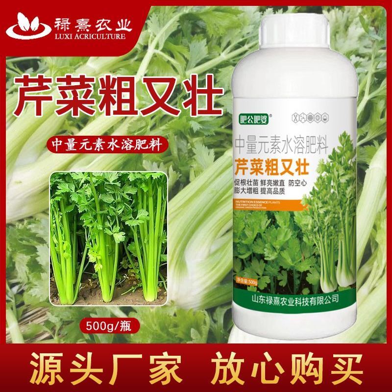芹菜粗又壮生根壮棵拉长