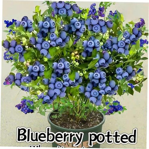 basil plants herbs mint rosemary thyme, spices Edible plant