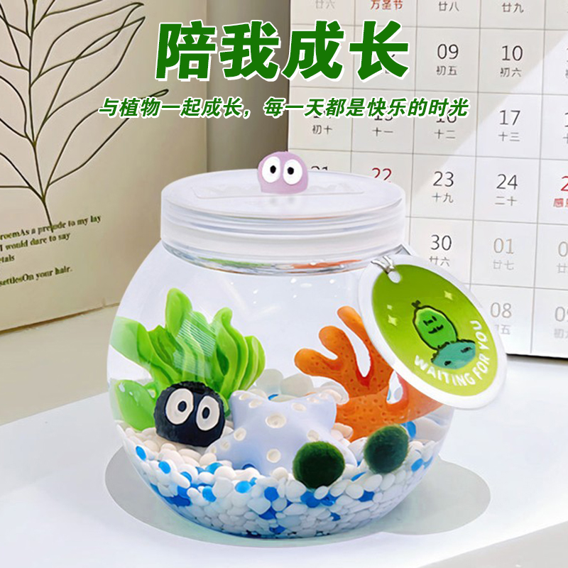 马里莫海藻球微景观生态瓶饲养套装办公室水培植物小绿球藻marimo