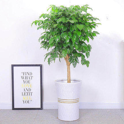树苗小树苗树客厅办公室幸福树大型室内好绿公室平安大树小树植物
