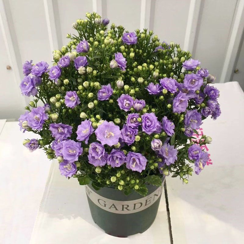 丹麦重瓣风铃蓝风铃盆栽风铃花鲜花一年四季开花不断的花耐寒好养