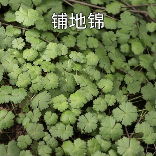 铺地锦深山天胡荽新鲜破铜钱满天星草落得打步地锦鱼鳞草星星草菜