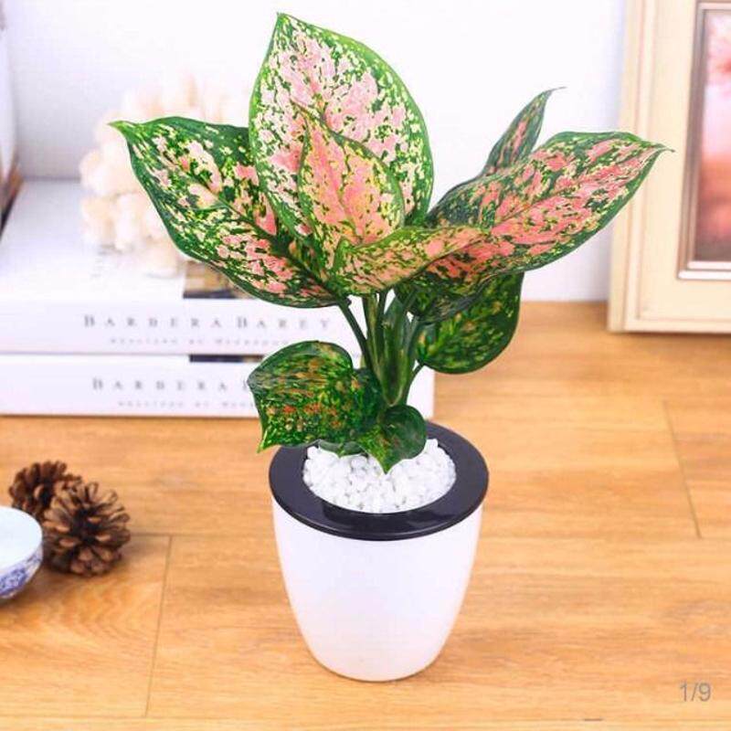 大叶红钻红宝石银皇后金钻蔓绿绒盆栽室内高档花卉