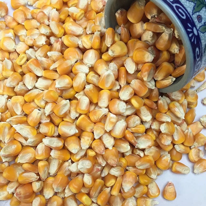 新货干玉米粒饲料喂家禽家畜鸽子鸟仓鼠口粮钓鱼打窝酿酒精选