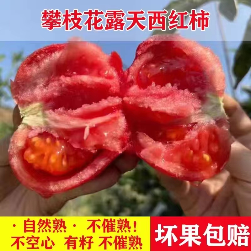 沙瓤西红柿新鲜现摘自然熟番茄