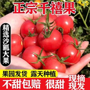 攀枝花米易露天种植自然熟樱桃小番茄千禧果圣女果生吃新鲜西红柿