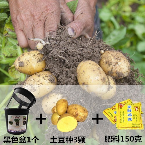 菜园迷你土豆种植盆新鲜定型易摘家用自然四季开心