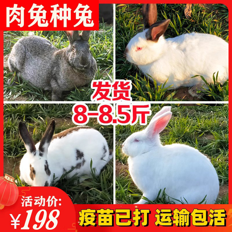 8斤大型肉兔种兔可繁殖兔子活物